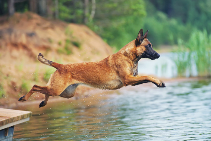 Belgický ovčák Malinois, foto: Shutterstock
