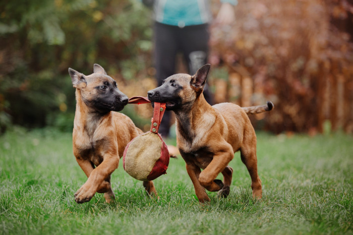 Belgický ovčák Malinois, štěňata. Foto: Shutterstock