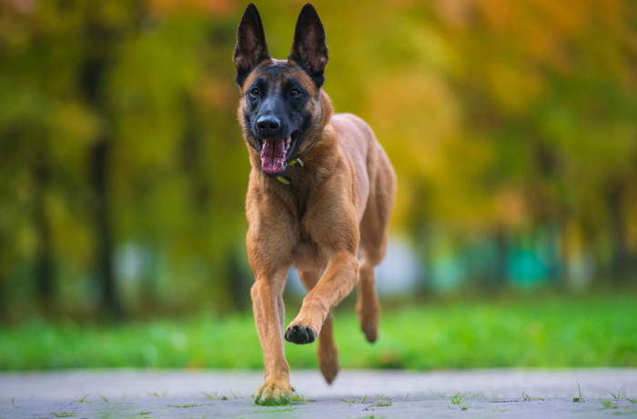 Belgický ovčák Malinois, foto: Shutterstock