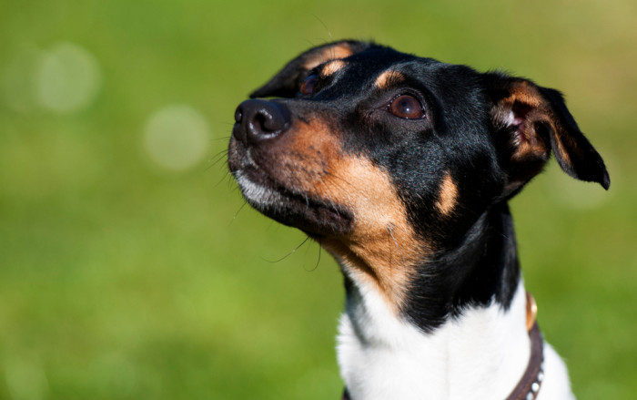 Dánsko-švédský farmářský pes, foto: Shutterstock