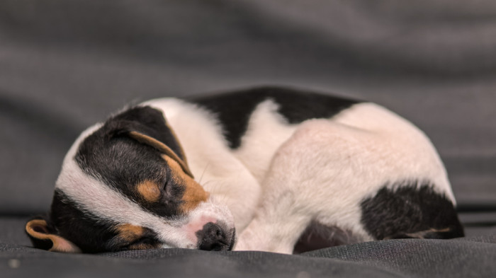 Dánsko-švédský farmářský pes - štěně. Foto: Shutterstock