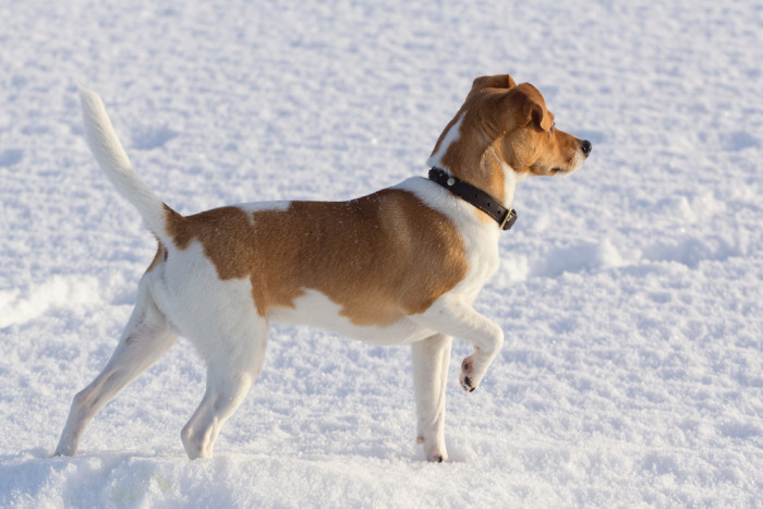 Dánsko-švédský farmářský pes, foto: Shutterstock