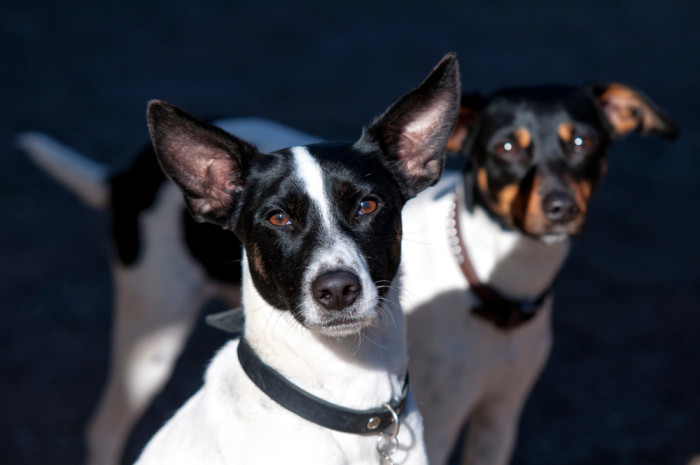 Dánsko-švédský farmářský pes, foto: Shutterstock