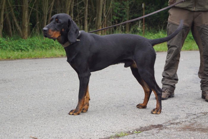 Polský honič, foto: Ewa Mladá