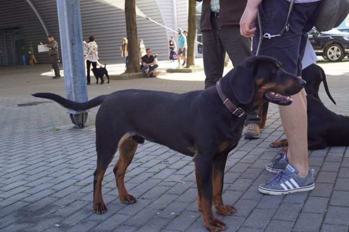 Polský honič, foto: Ewa Mladá