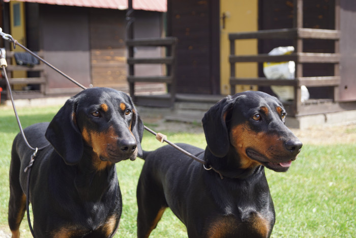 Polský honič, foto: Ewa Mladá