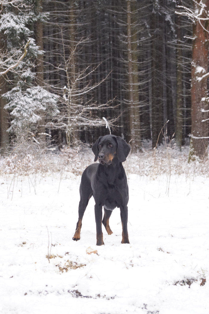 Polský honič, foto: Ewa Mladá
