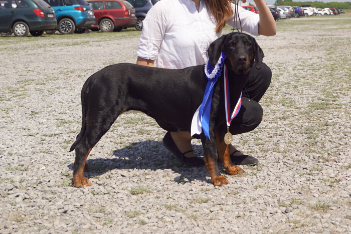 Polský honič, foto: Ewa Mladá