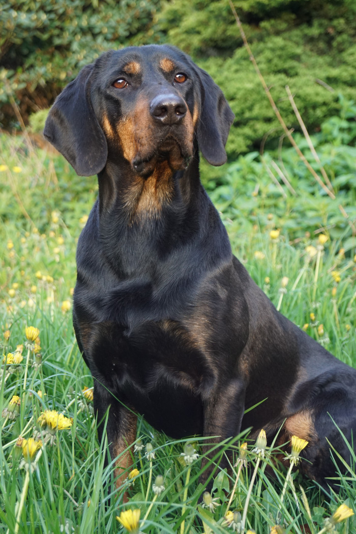 Polský honič, foto: Ewa Mladá