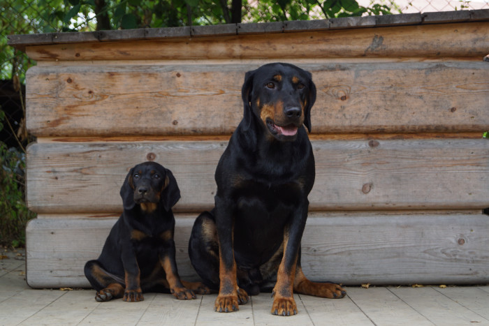 Polský honič, foto: Ewa Mladá