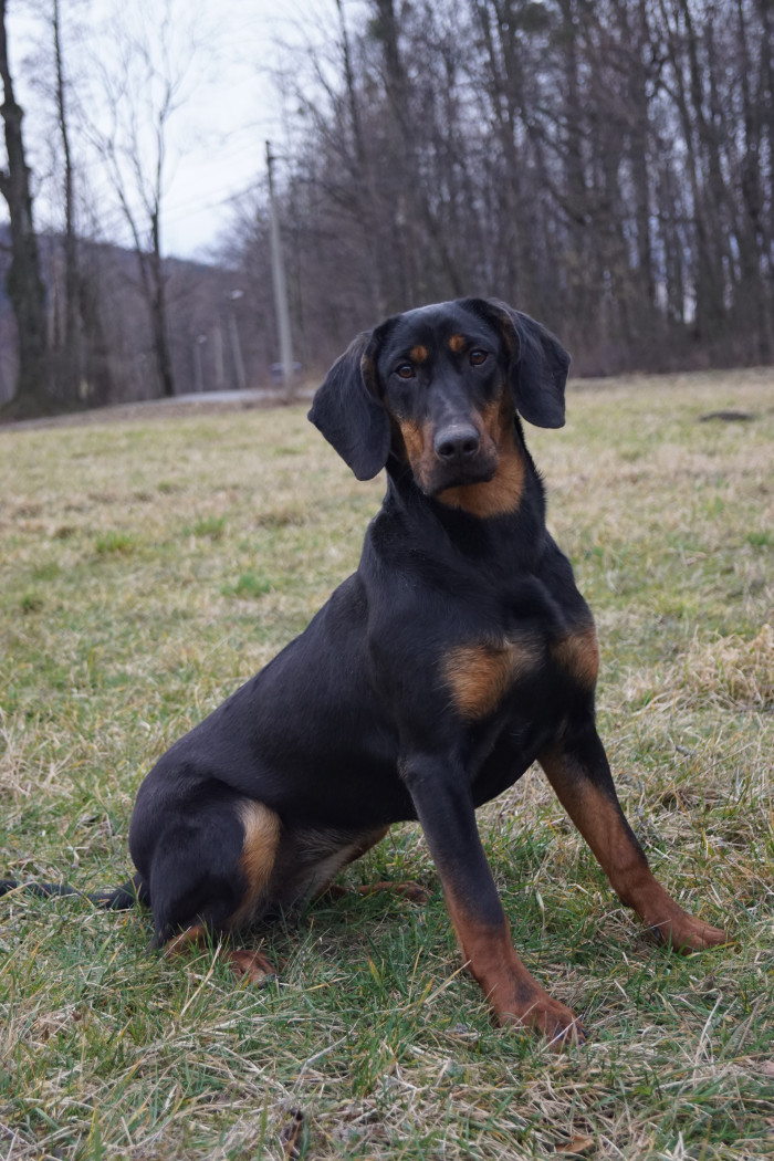 Polský honič, foto: Ewa Mladá