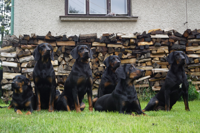 Polský honič, foto: Ewa Mladá