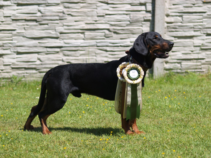 Polský honič, foto: Ewa Mladá