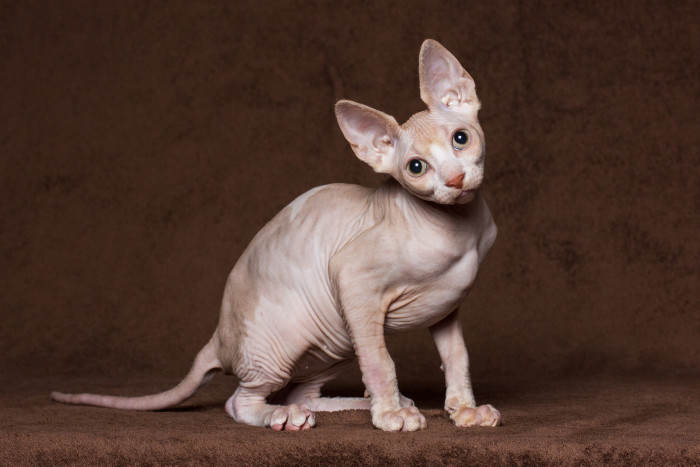 Kanadský sphynx, foto: Shutterstock