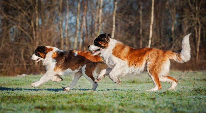 Svatobernardský pes, foto: Shutterstock
