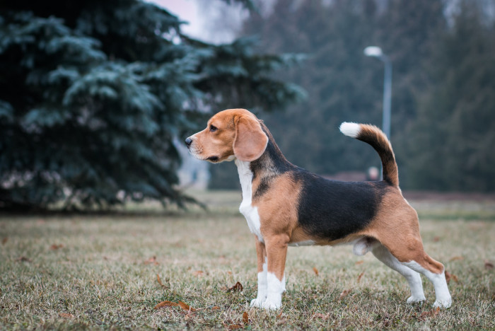 Bígl, foto: Shutterstock