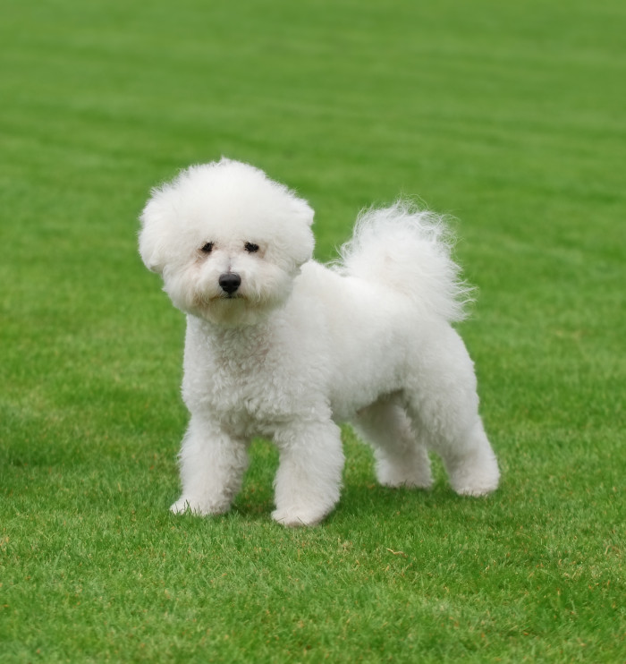 Bišonek, foto: Shutterstock