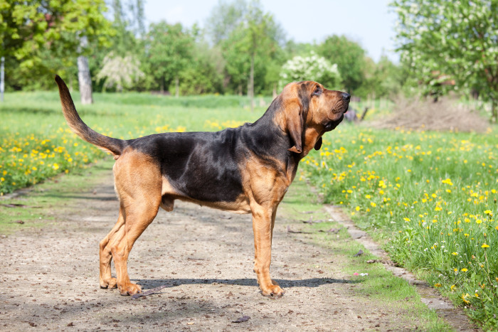 Bloodhound, foto: Shutterstock