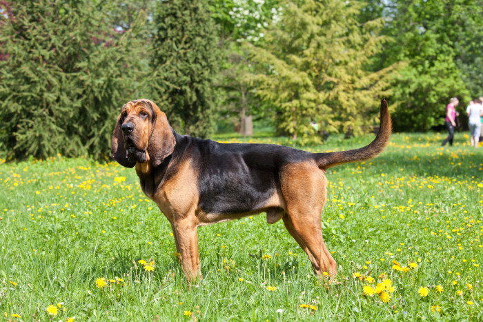 Bloodhound, foto: Shutterstock