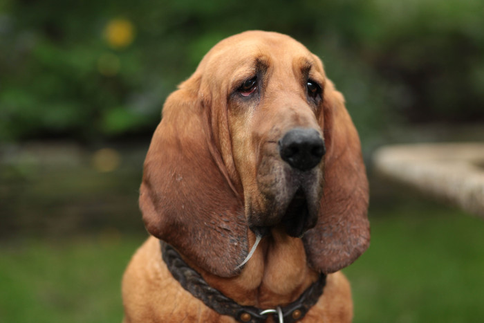 Bloodhound, foto: Shutterstock