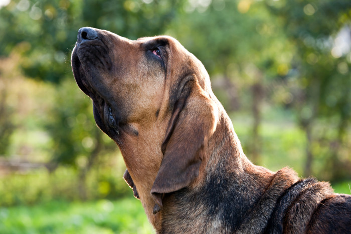 Bloodhound, foto: Shutterstock