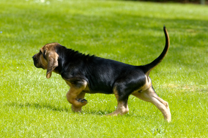 Štěně bloodhounda, foto: Shutterstock