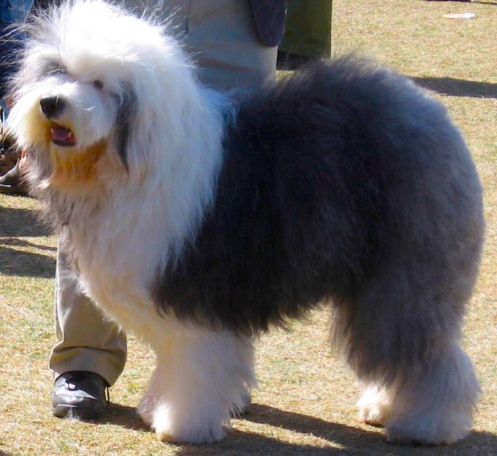 Bobtail, foto: Shutterstock