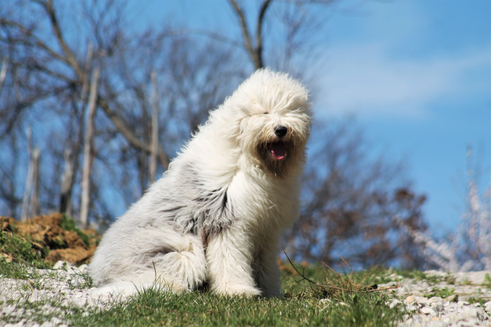 Bobtail, foto: Shutterstock