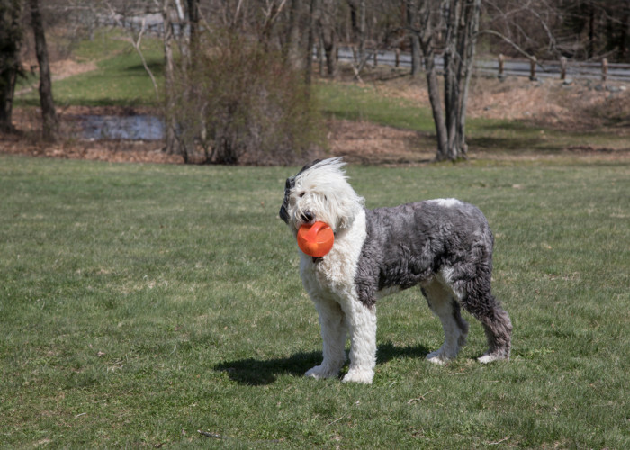 Mladý bobtail, foto: Shutterstock