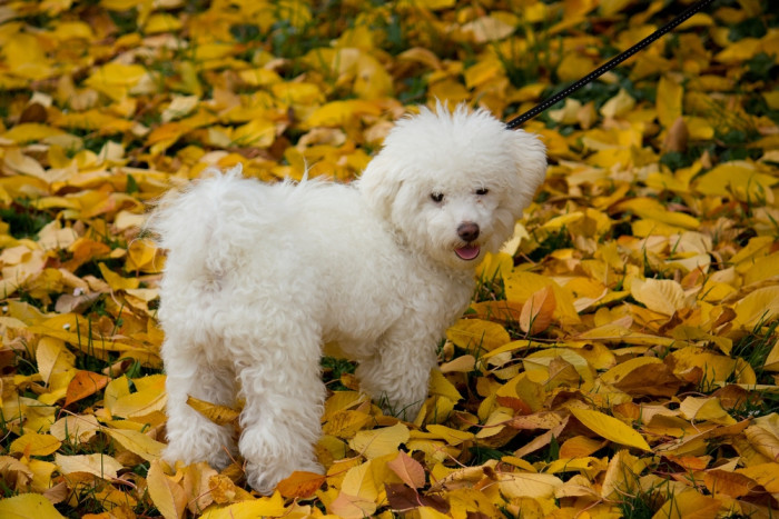 Boloňský psík, foto: Shutterstock