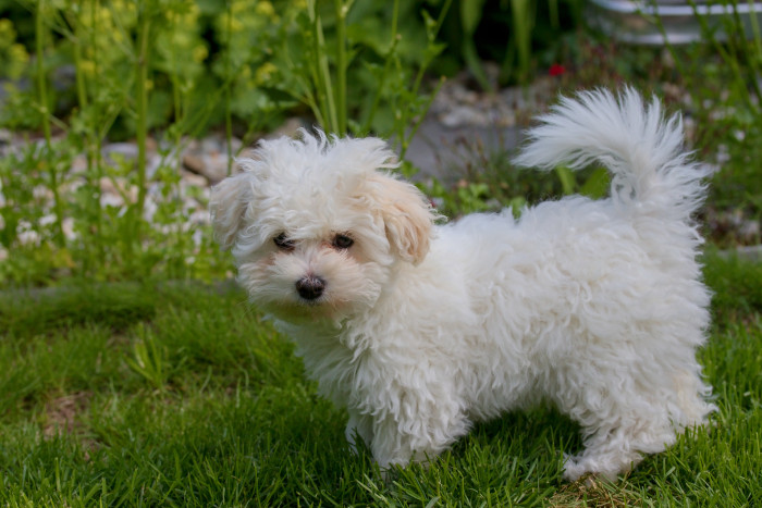 Boloňský psík, štěně. Foto: Shutterstock