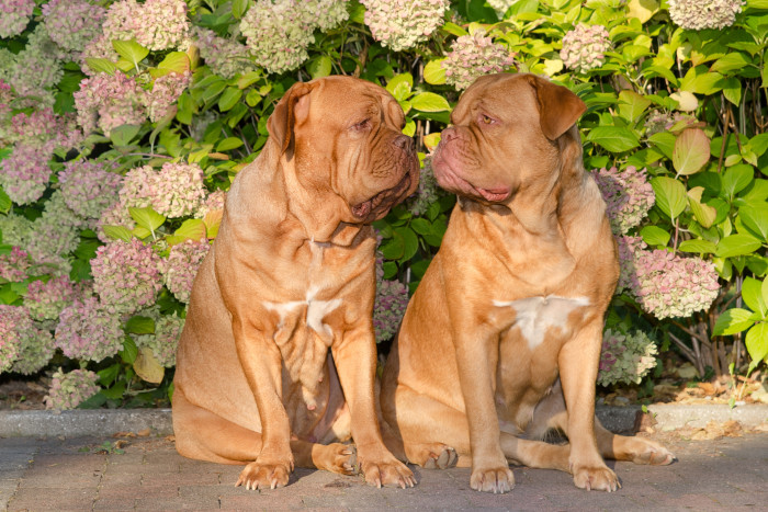 Bordeauxská doga, foto: Shutterstock
