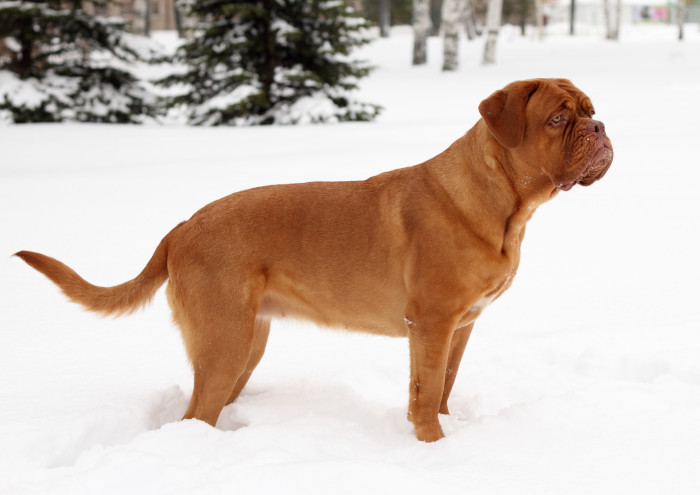 Bordeauxská doga, foto: Shutterstock