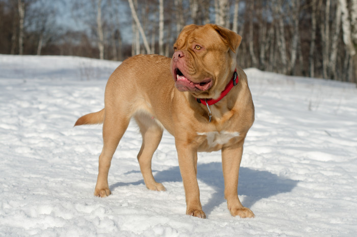 Bordeauxská doga, foto: Shutterstock