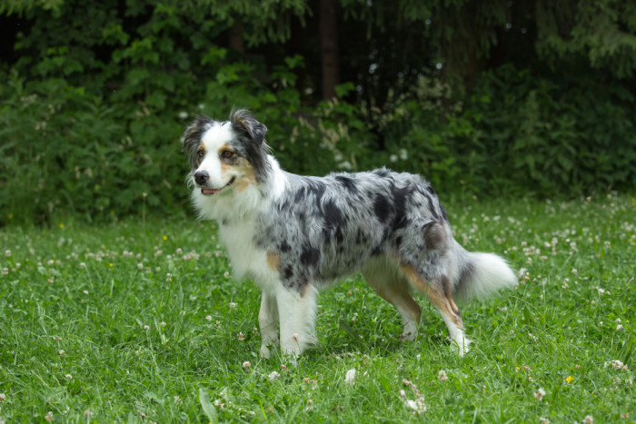 Border kolie, foto: Shutterstock