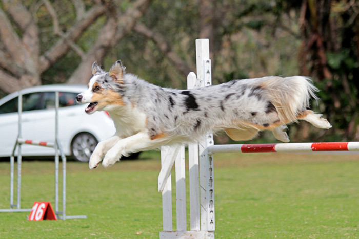 Border kolie, foto: Shutterstock