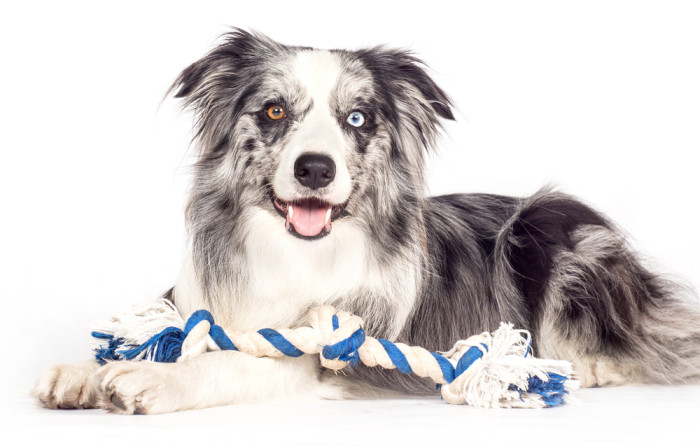 Heterochromie, tedy nestejné zbarvení očí, je u borderkolií poměrně časté. Váže se zejména na merle zbarvení. Foto: Shutterstock