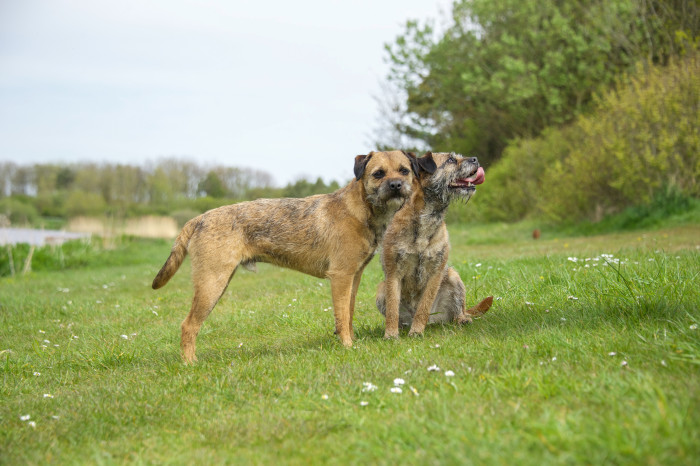 Border teriér, foto: Shutterstock