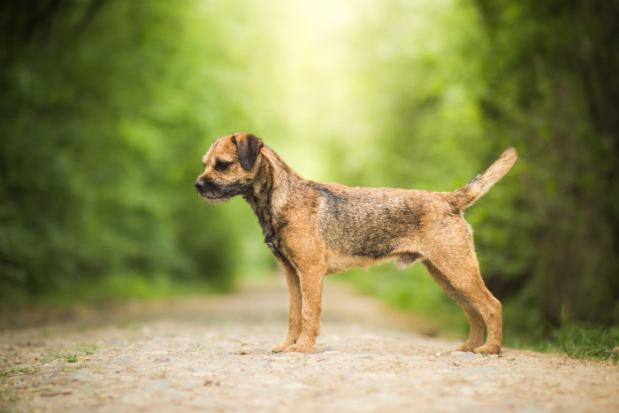 Border teriér, foto: Shutterstock