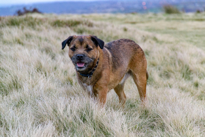 Border teriér, foto: Shutterstock