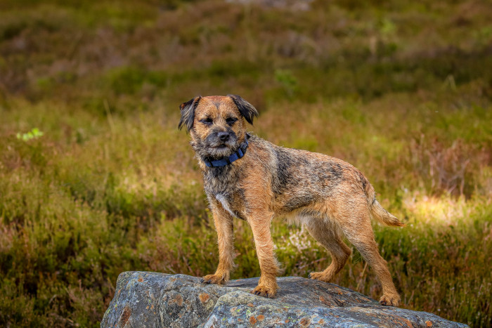 Border teriér, foto: Shutterstock