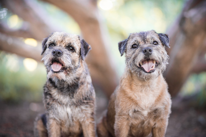 Border teriér, foto: Shutterstock