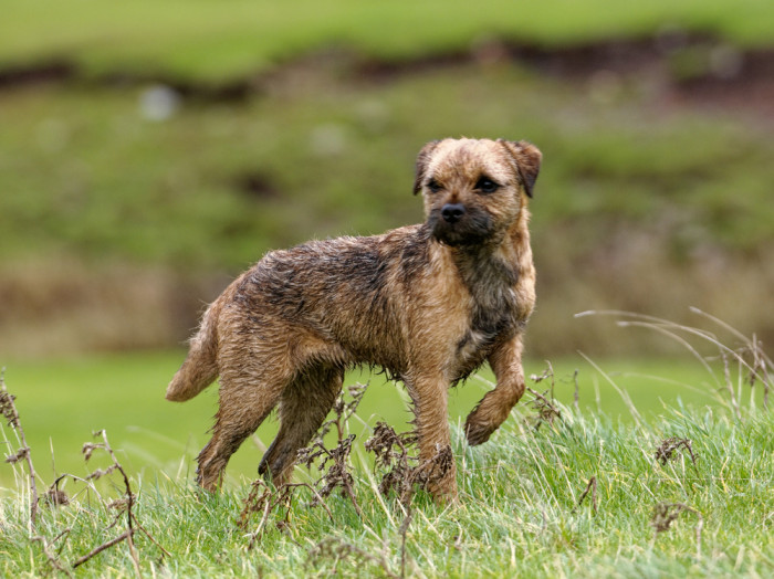 Border teriér, foto: Shutterstock