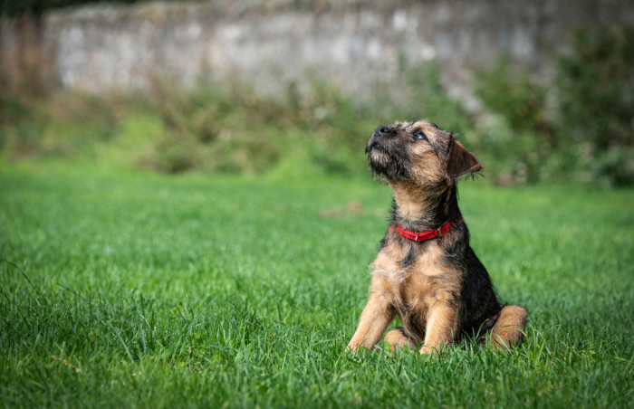 Štěně border teriéra, foto: Shutterstock
