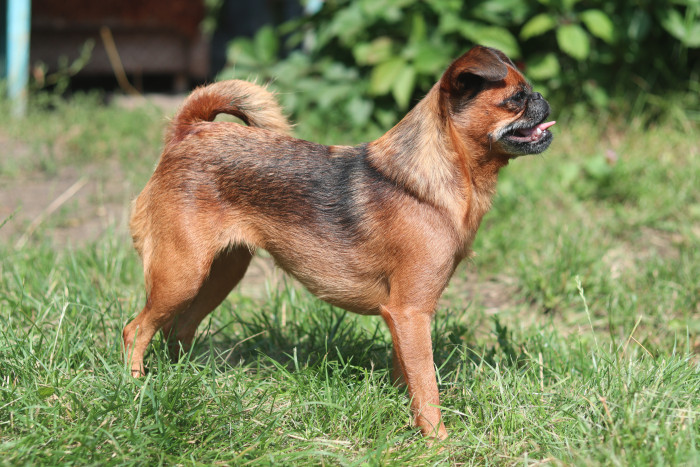 Brabantík, foto: Shutterstock