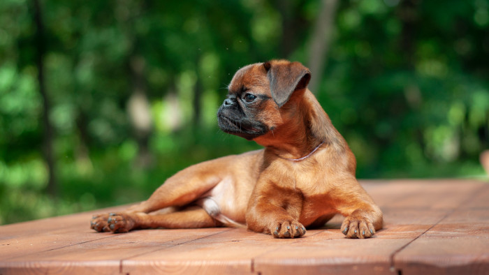 Brabantík, foto: Shutterstock