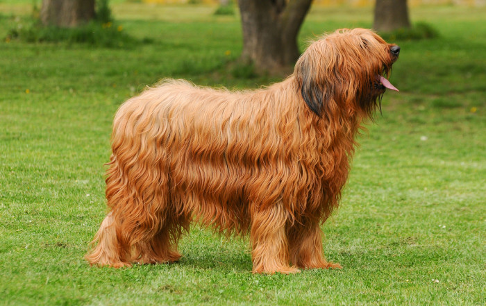 Briard, foto: Shutterstock
