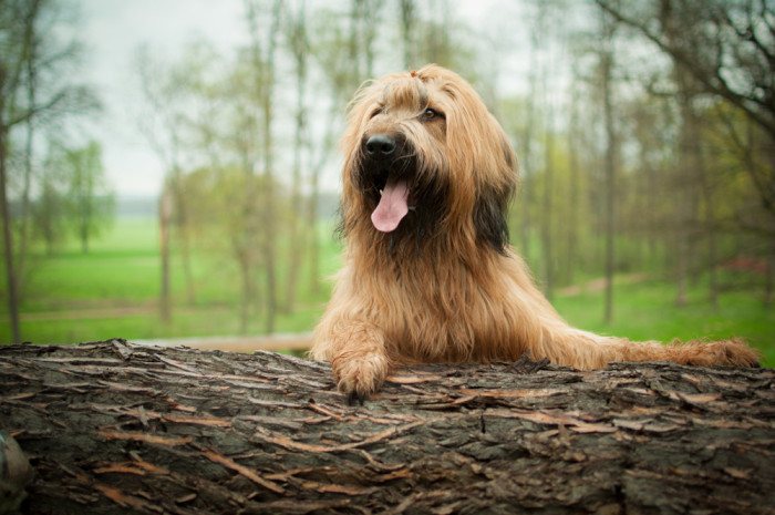 Briard, foto: Shutterstock