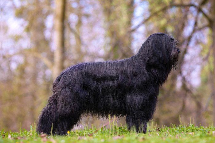 Briard, foto: Shutterstock