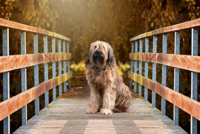 Briard, foto: Shutterstock